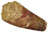 Fossil Spinosaurus Tooth - Big Chunky Dino Tooth #242647-1